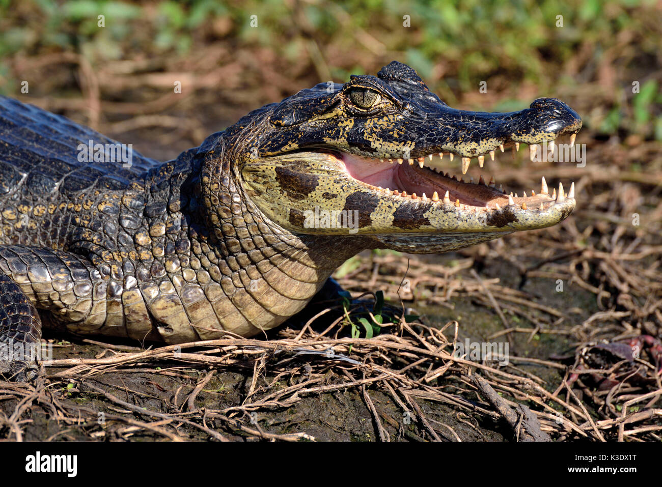 Il Brasile, Pantanal, Caimano yacare, Caimano yacare, a prendere il sole in riva al fiume, Foto Stock