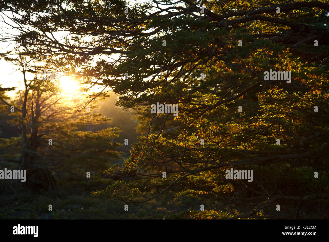 Il Cile, Araucania, parco nazionale di Conguillio, foresta di faggio, Oak Forest, il sole, Foto Stock