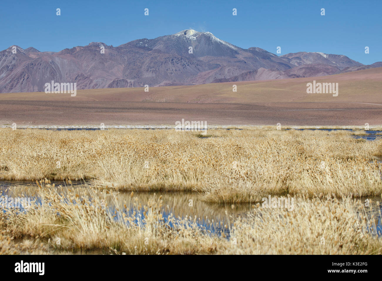 Il Cile, Nord, Andines highland, laguna, vulcani, erba ichu, Foto Stock