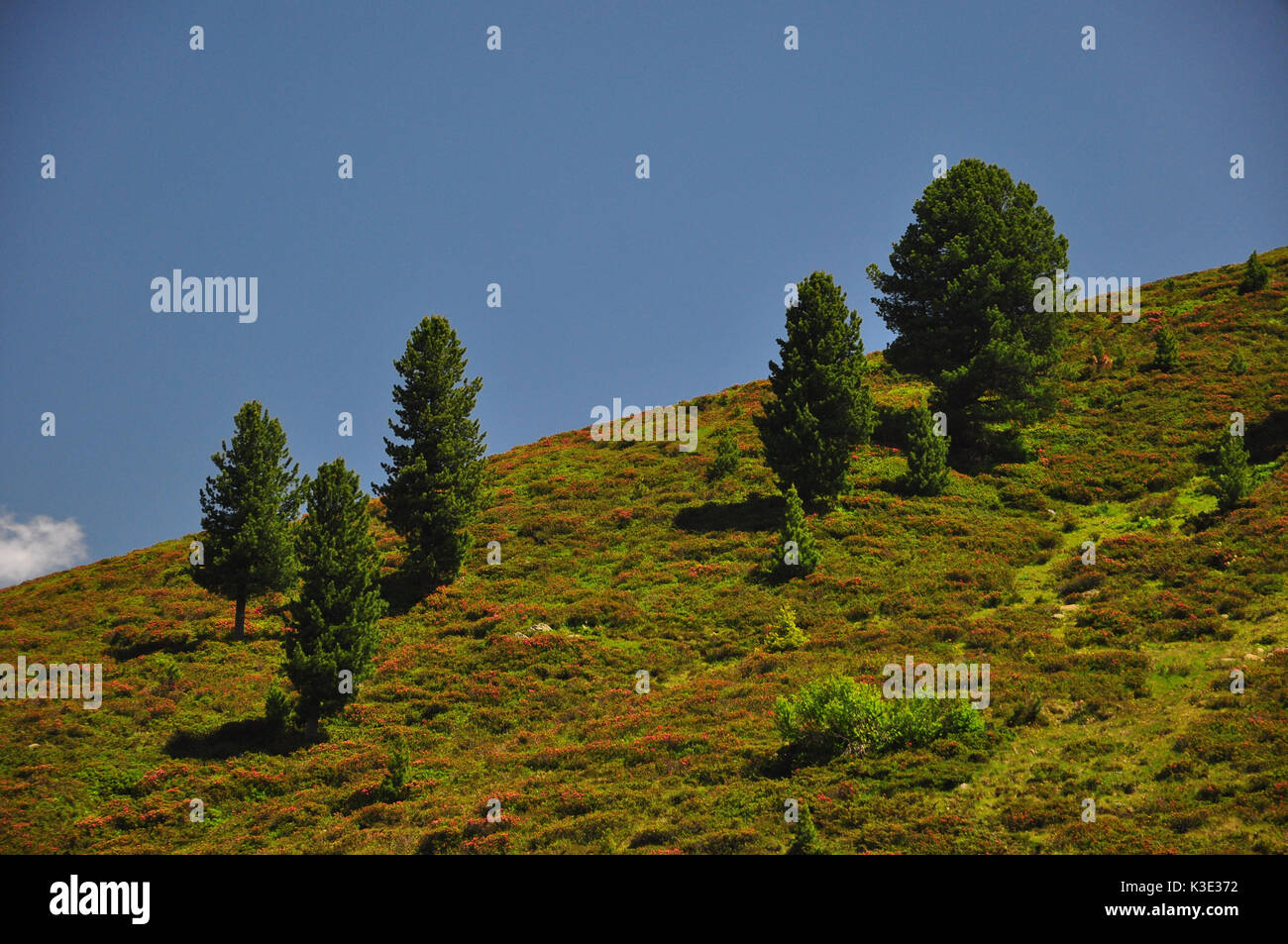 Austria, Tirolo, Sellraintal, Kühtai, vegetazione, Alpine rose fiore Foto Stock