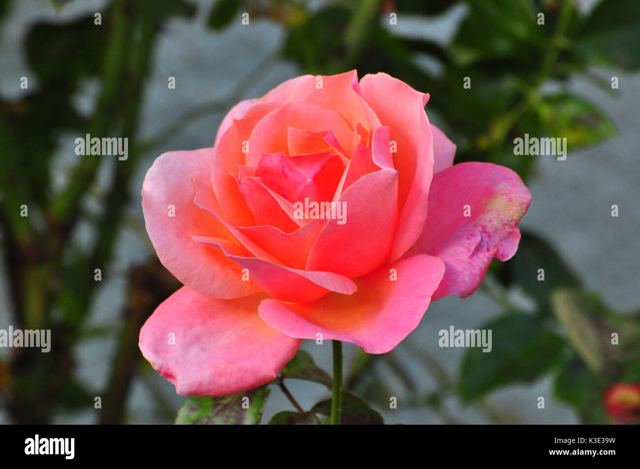 Rosaceae, RosenblÃ¼te, rosa, Nahaufnahme Foto Stock