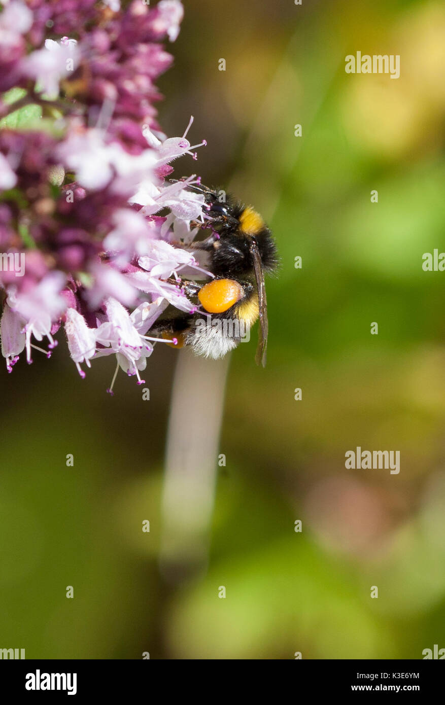 Bumblebee in fiore nel giardino Foto Stock