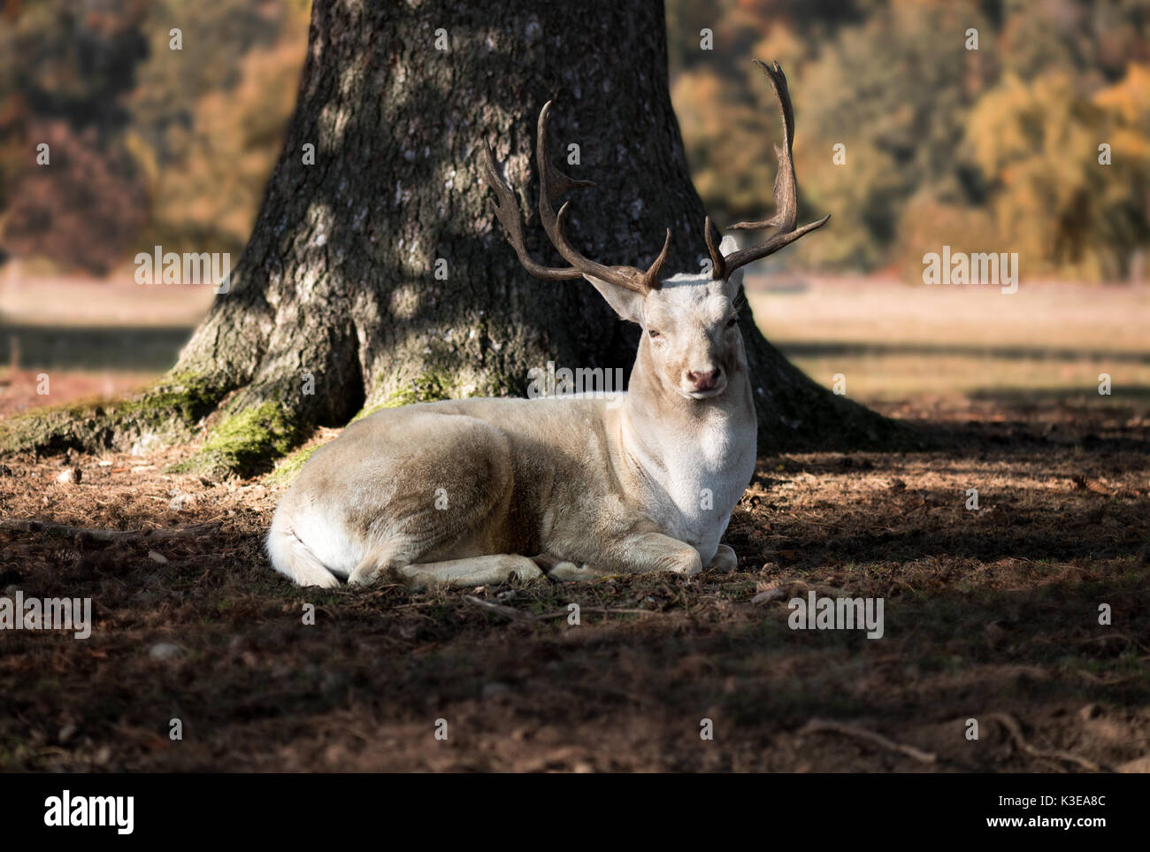 White Deer accanto a l'albero Foto Stock