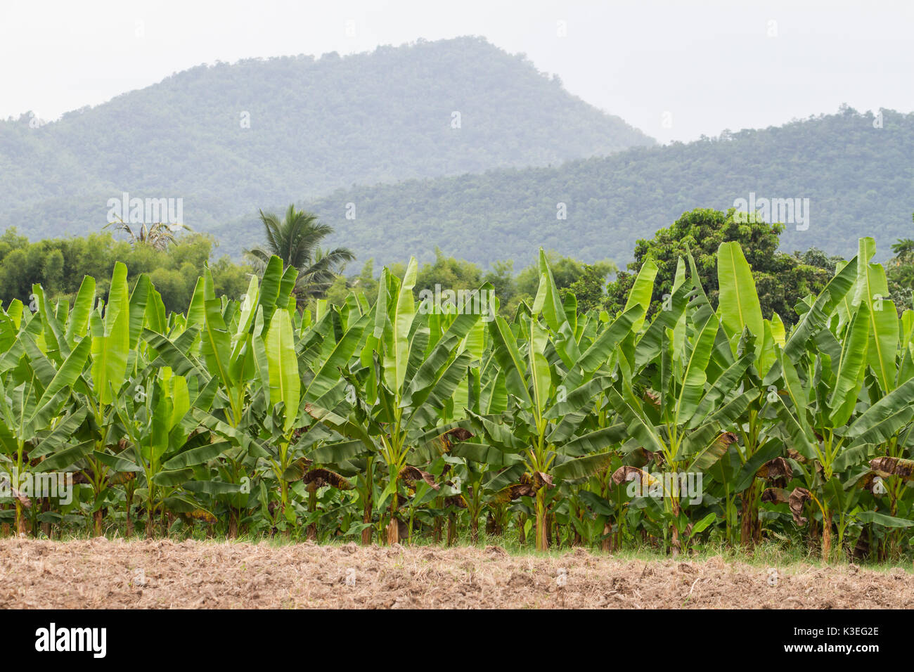 Il verde delle piantagioni di banane in provincia Phetchaburi, Thailandia Foto Stock