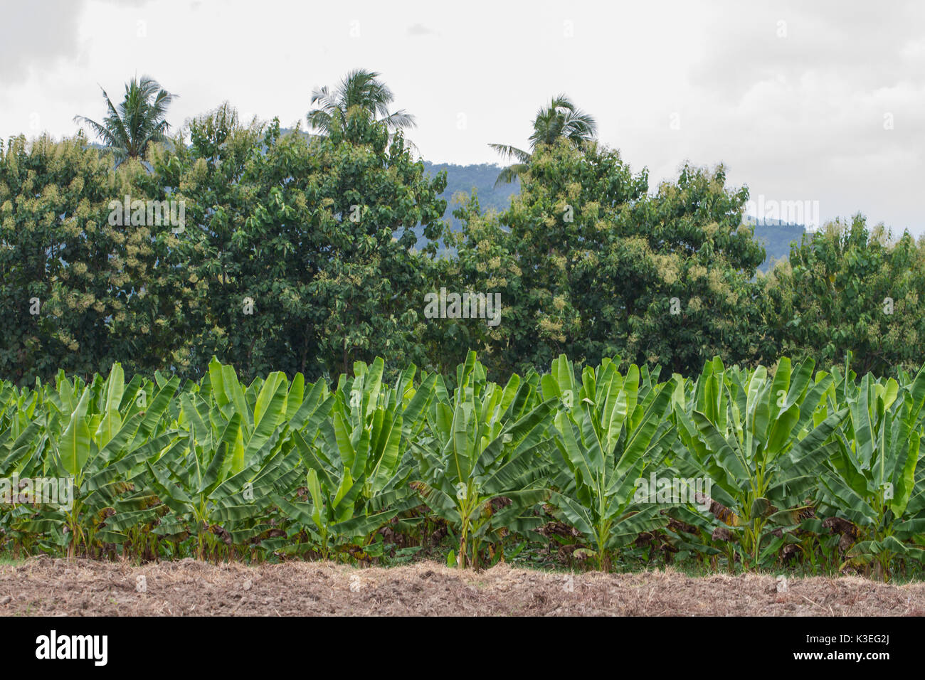 Il verde delle piantagioni di banane in provincia Phetchaburi, Thailandia Foto Stock
