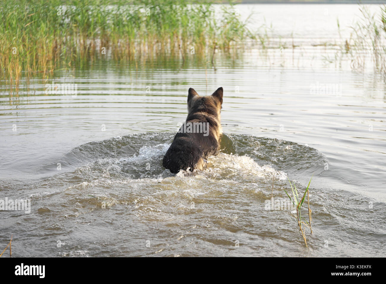 Cane precipitando in acqua Foto Stock