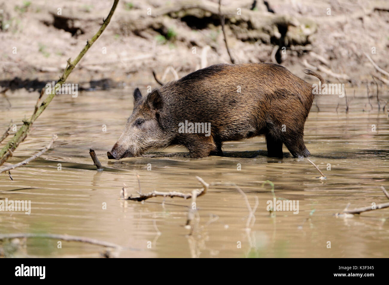 Cinghiale in wallowing Foto Stock