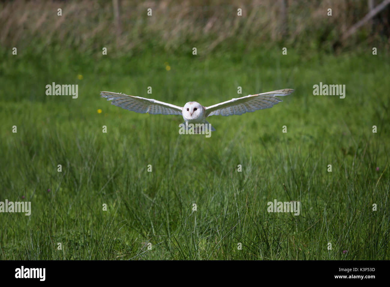 Barbagianni Tyto alba in volo basso su terreni erbosi Foto Stock