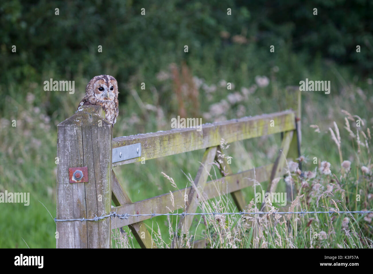 Allocco Strix aluco arroccato su una fattoria nella prateria ruvida Foto Stock