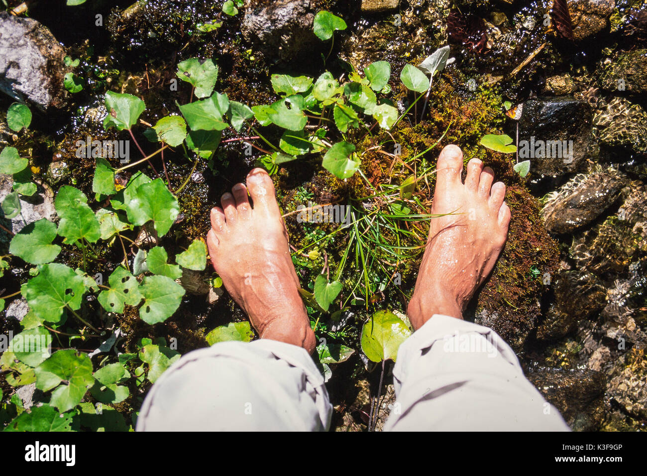 Piedi, pediluvio in un ruscello Foto Stock