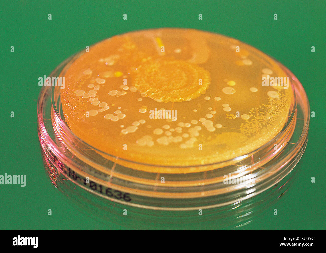 La cultura del fungo sul pannello di vetro Foto Stock