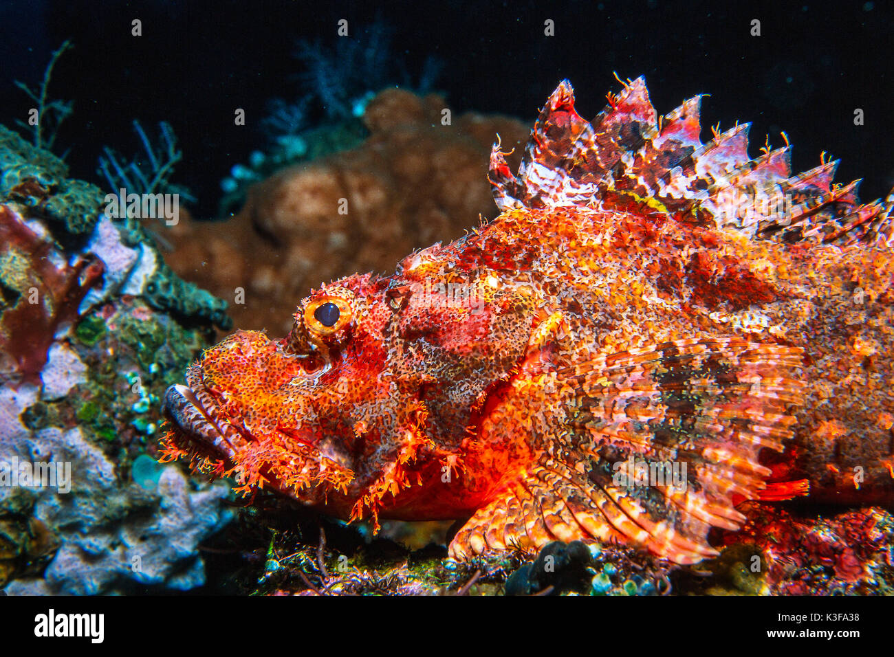 Barbuto scorfani (Scorpaenopsis barbata) Foto Stock