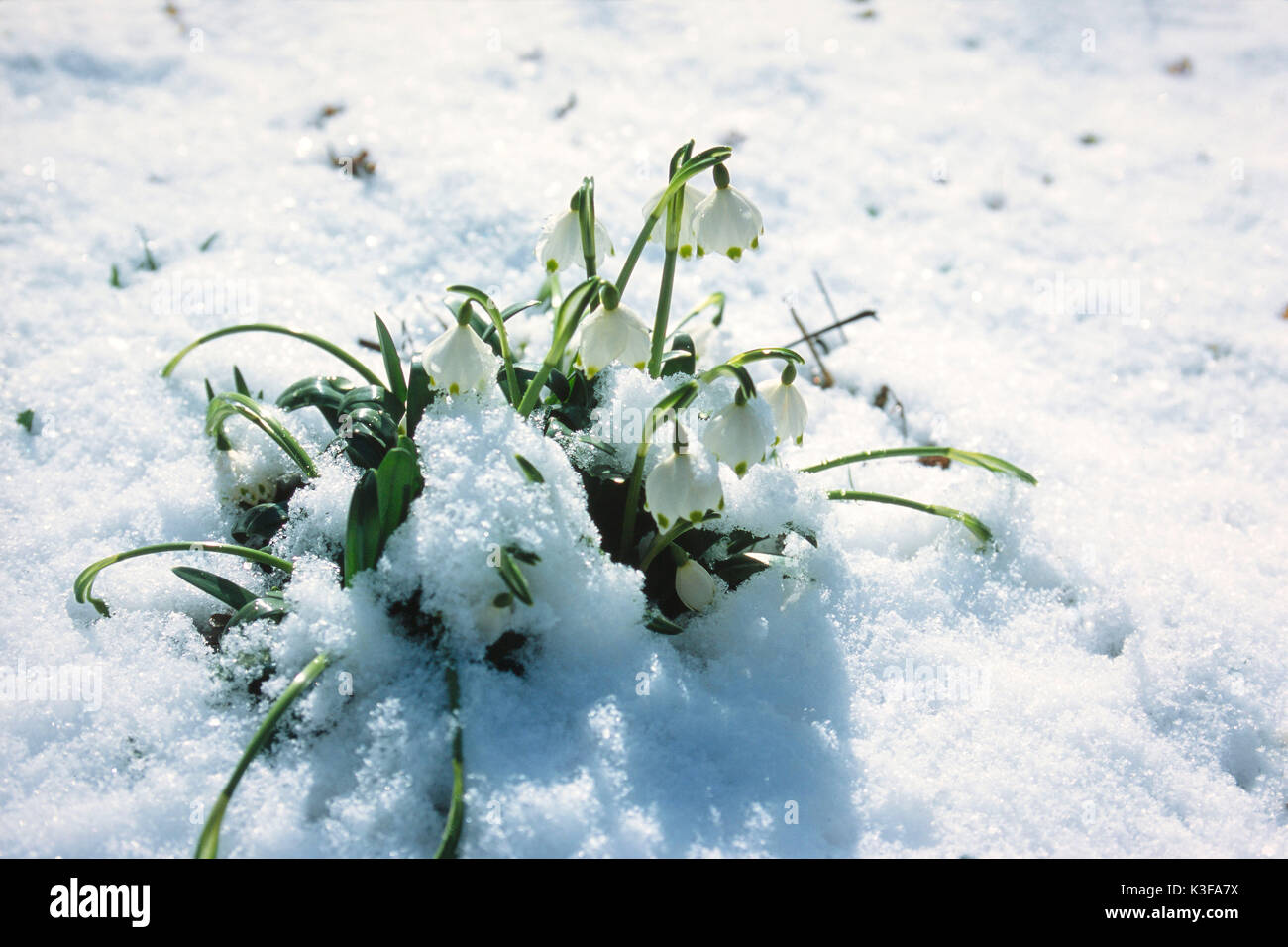 Il simbolo del fiocco di neve a neve Foto Stock