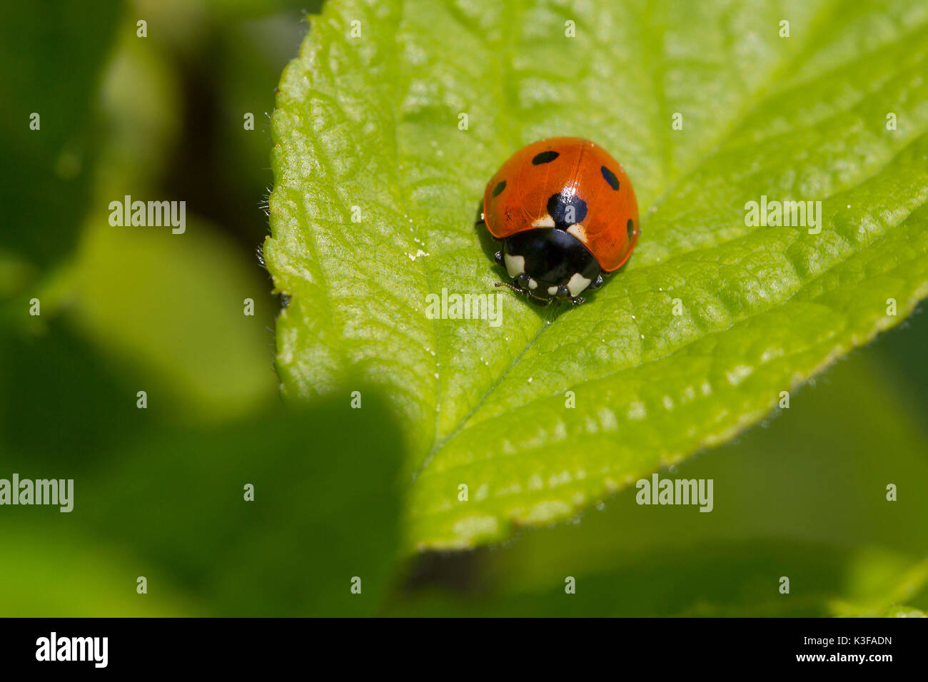 7 dot coccinella su foglie verdi Foto Stock