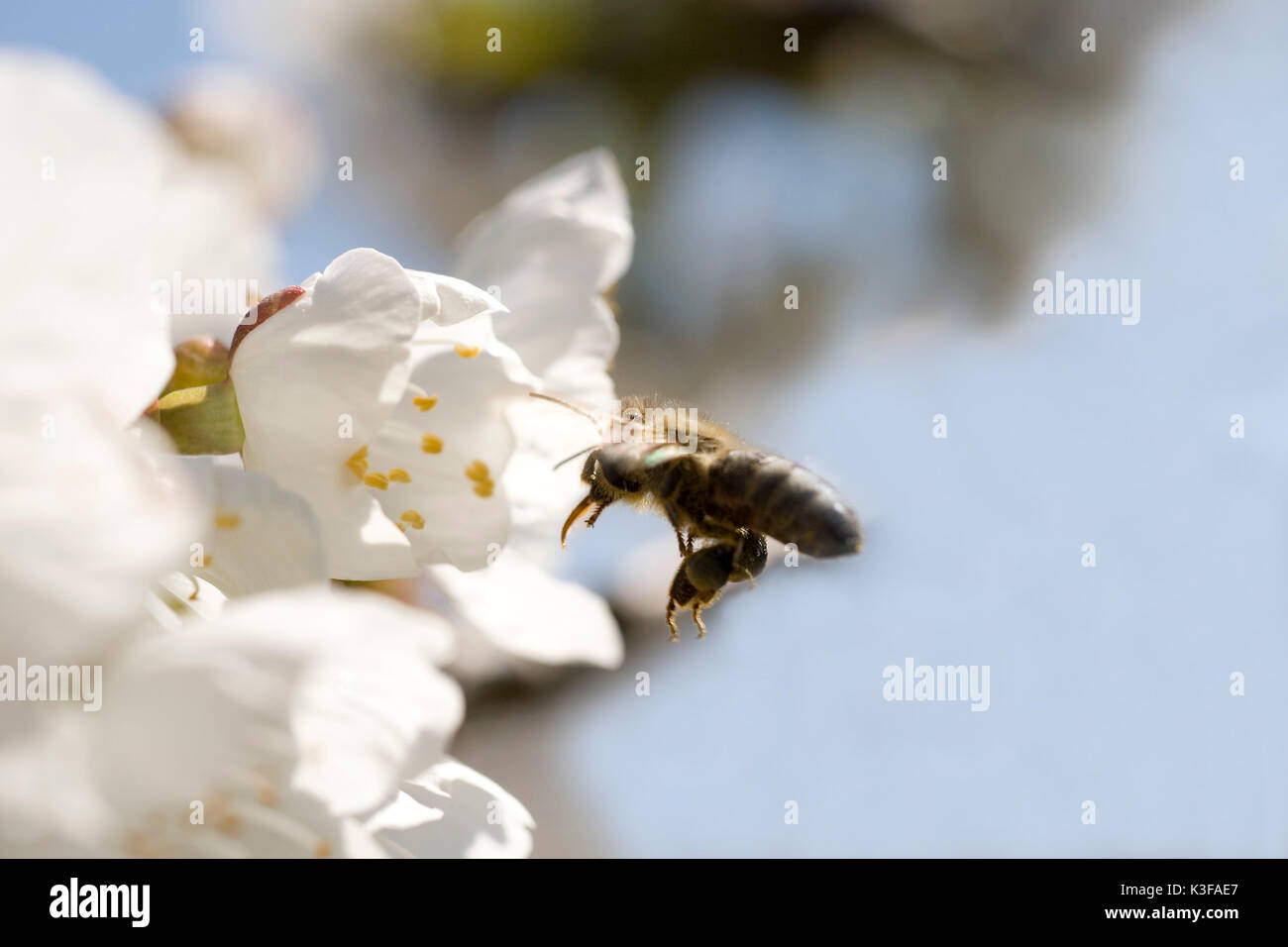 Bee all'approccio su un fiore di ciliegio Foto Stock
