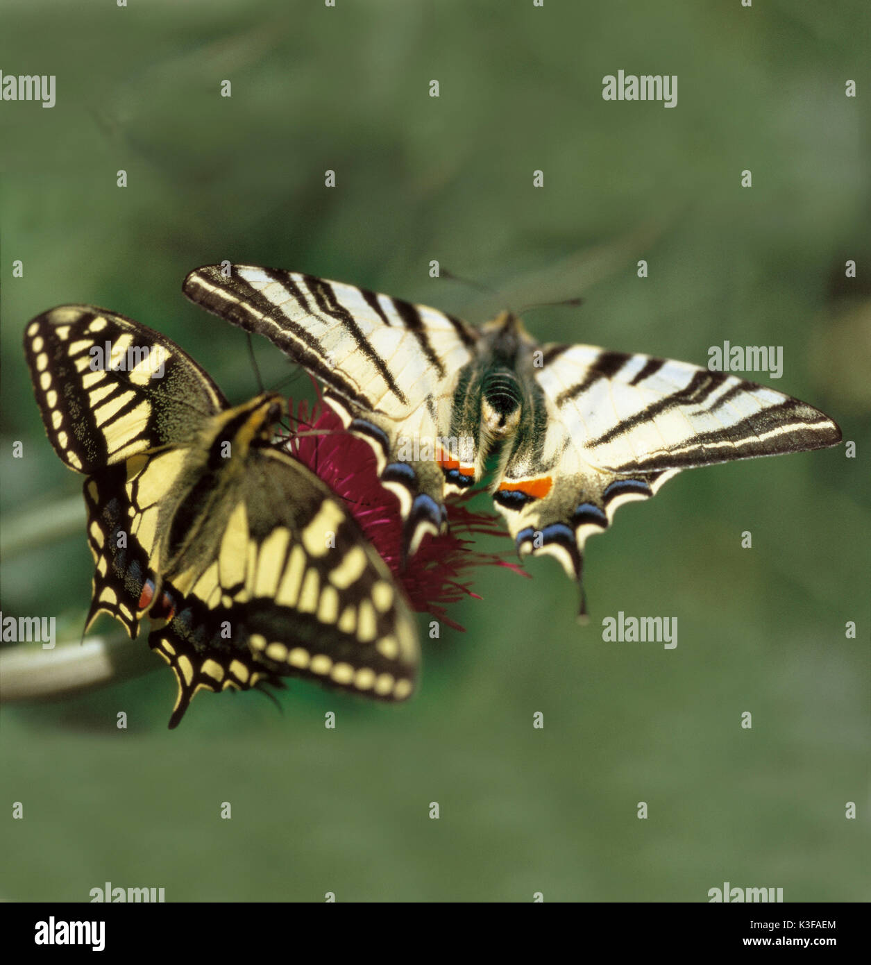 Due farfalle su un fiore / incastro a coda di rondine e la vela butterfly Foto Stock