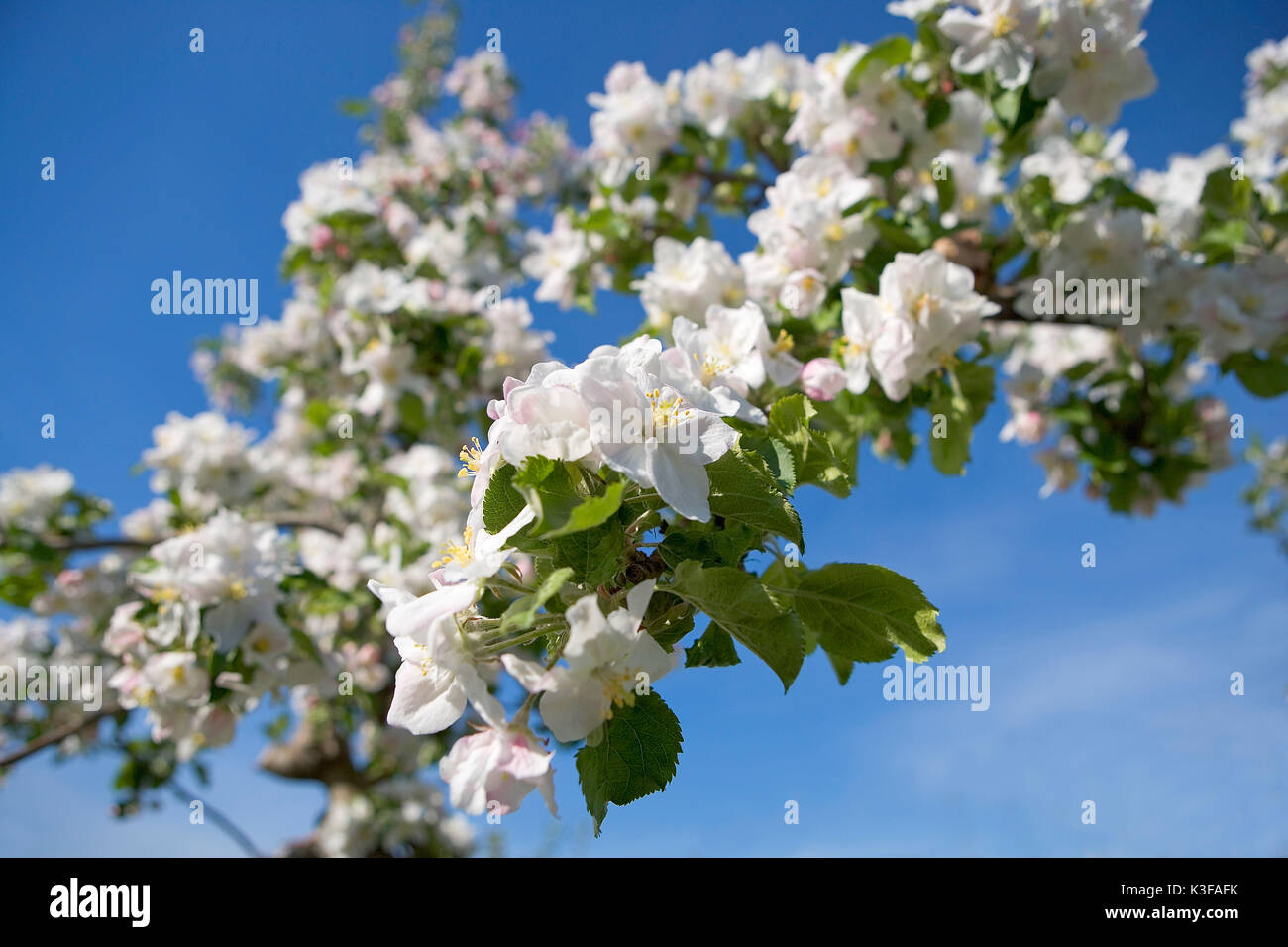 Fiori di melo Foto Stock