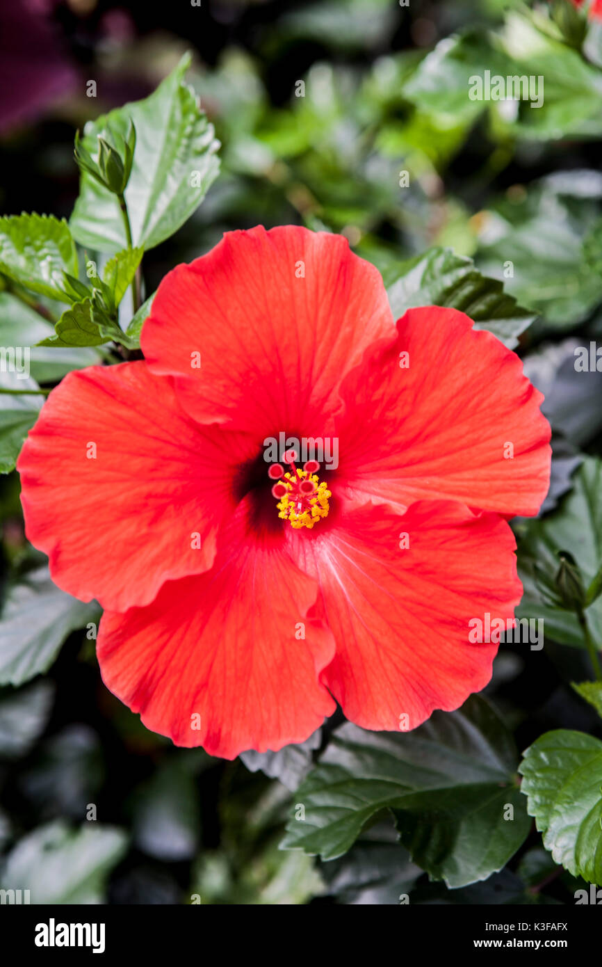 Close-up di rosso fiori di ibisco in fiore Foto Stock