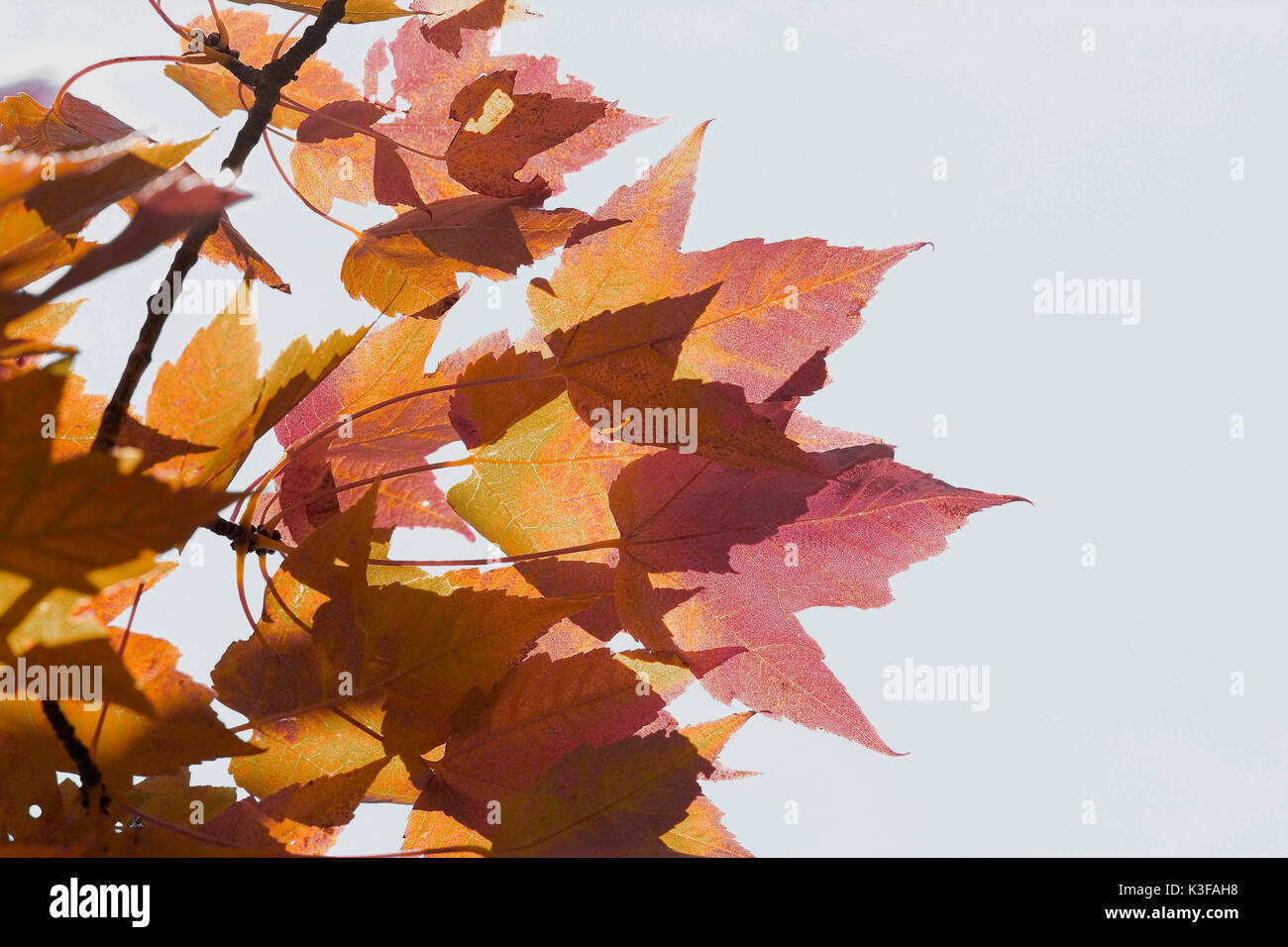 Colorati di foglie di acero in autunno Foto Stock