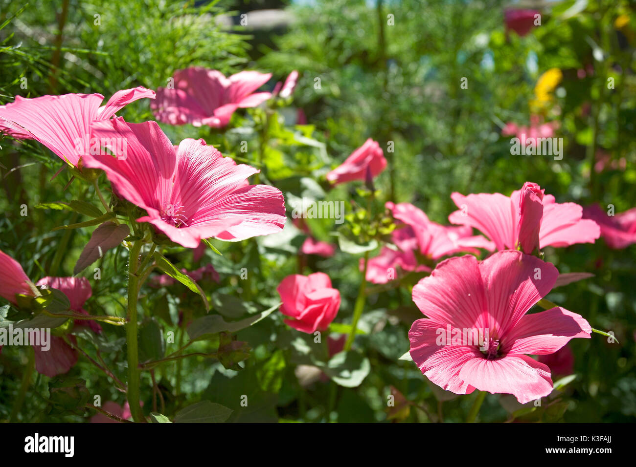 Rose Bechermalven in un giardino Foto Stock