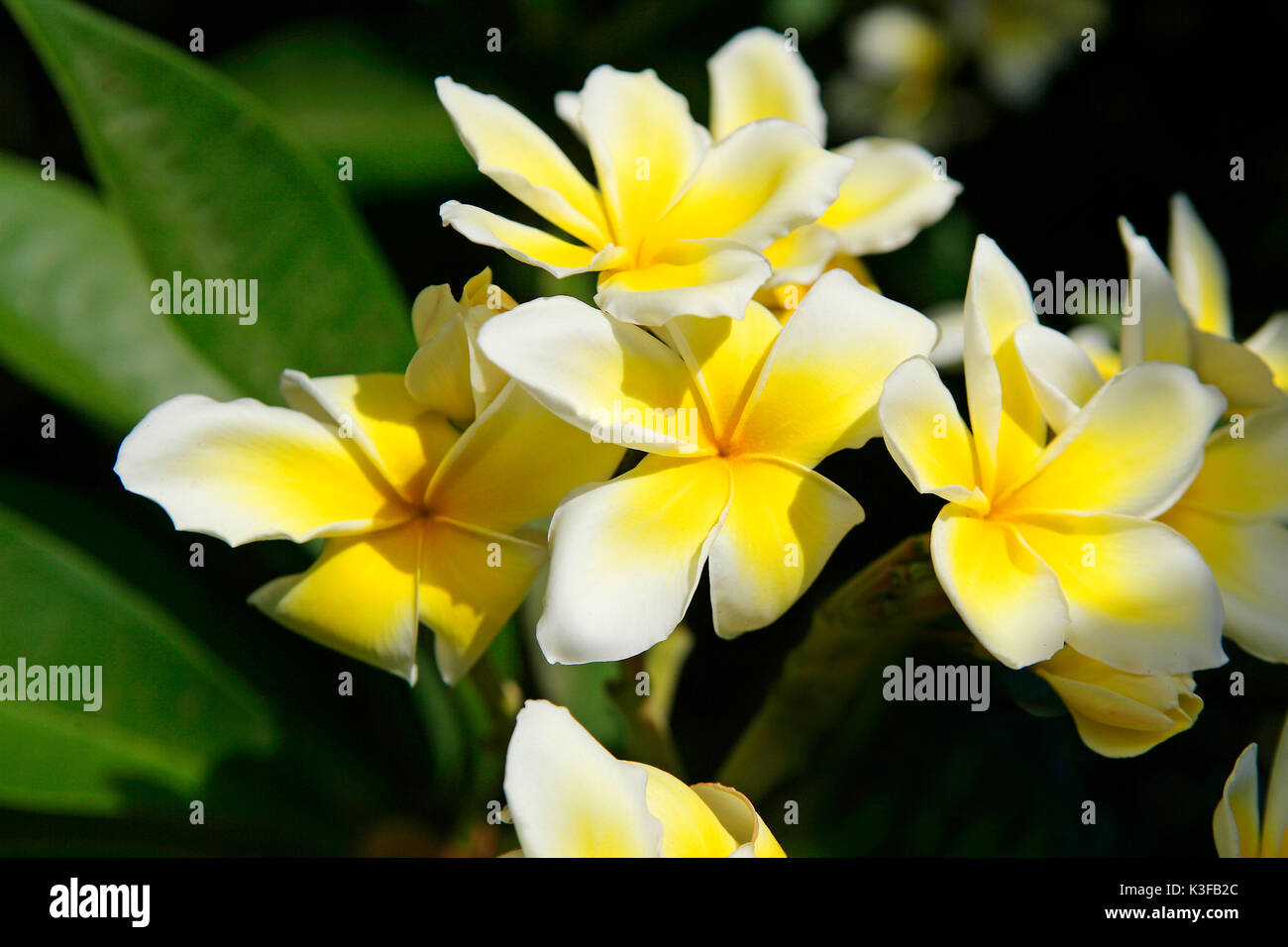 Fragranti Frangipani (Plumeria obtusa) Foto Stock