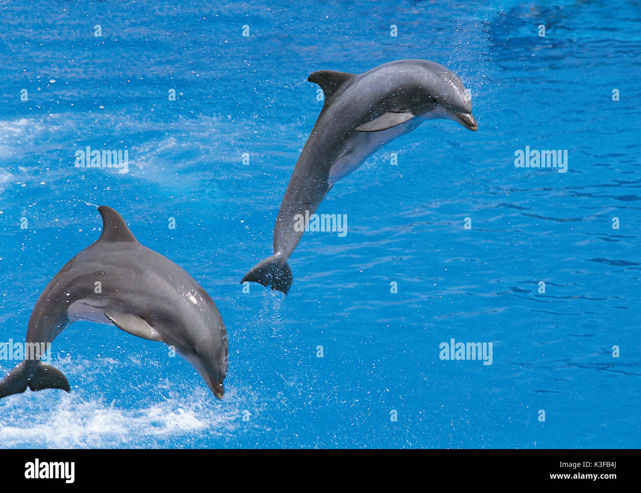 I delfini jumping Foto Stock