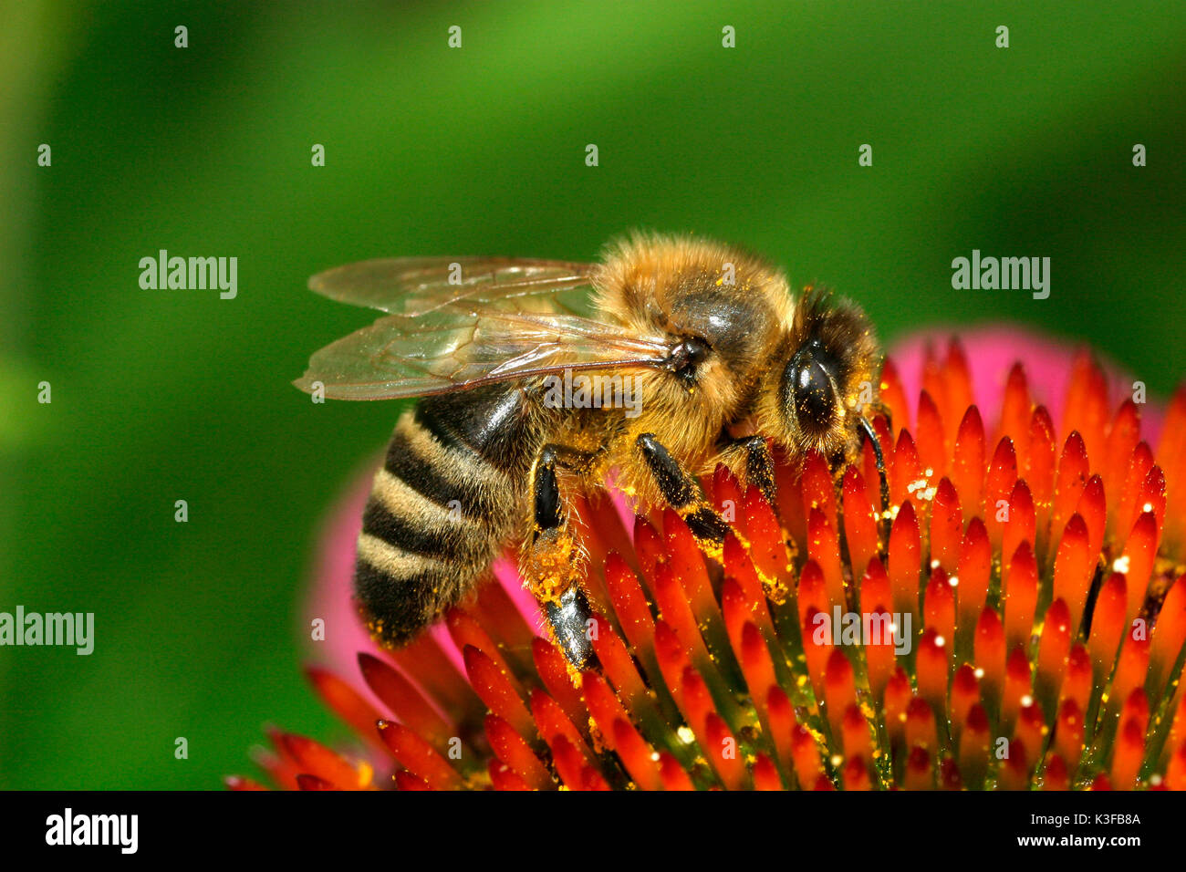 Ape su un fiore Foto Stock