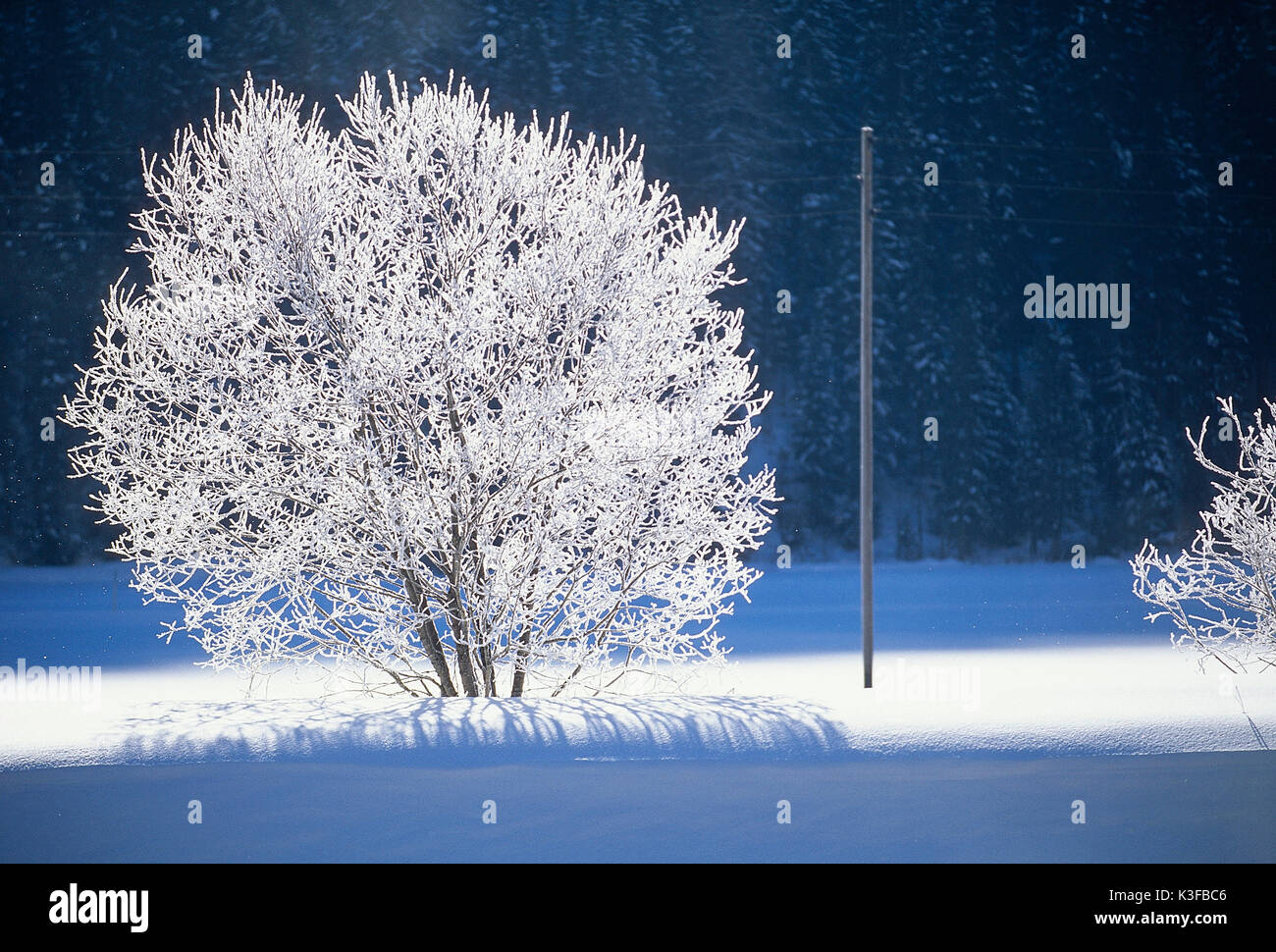 Forcelle nevoso al sole invernale Foto Stock