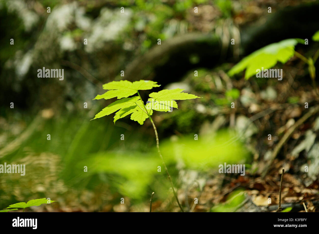 Pavimento della foresta Foto Stock