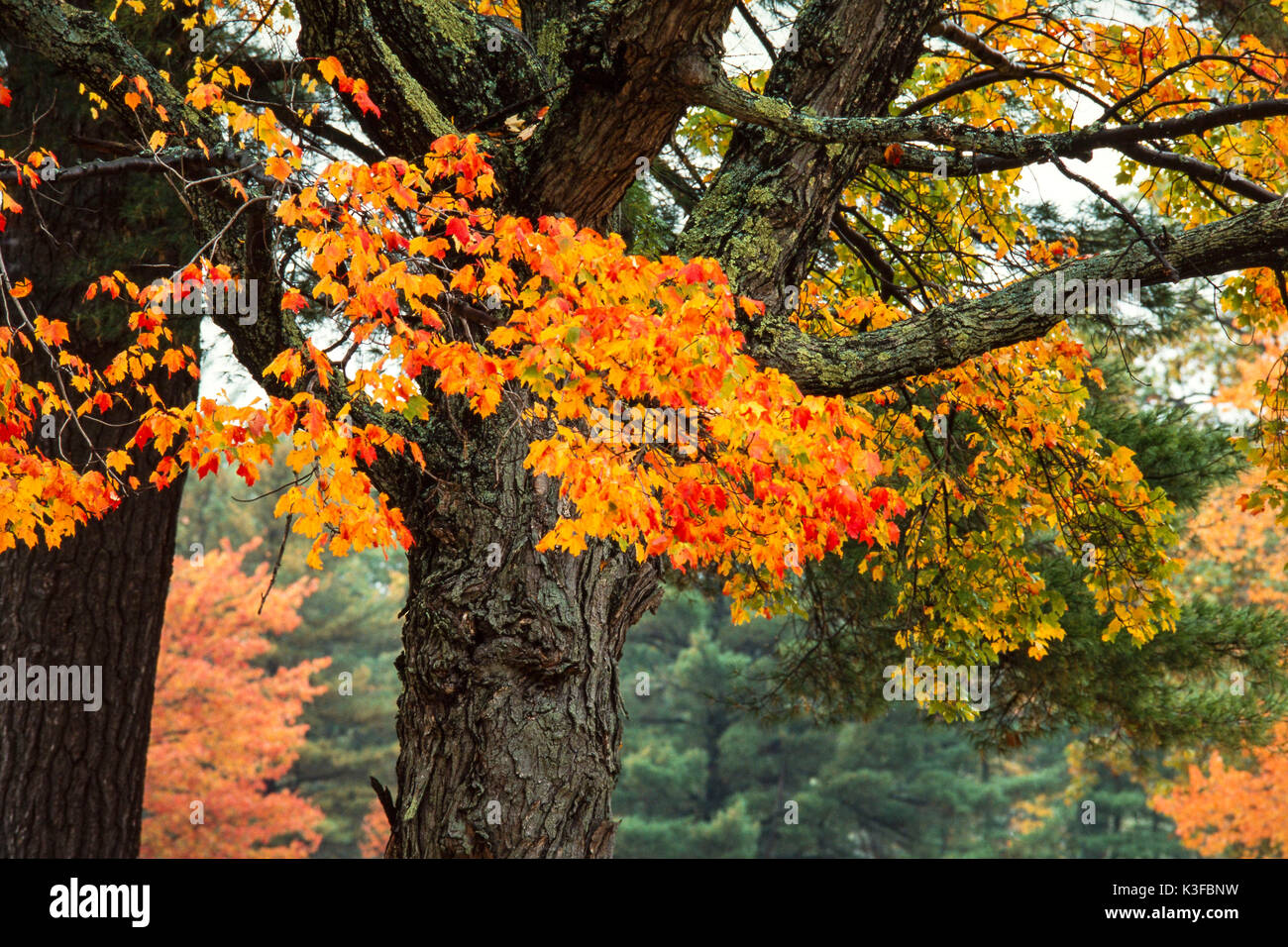 Colorati di foglie di acero, Estate Indiana Foto Stock
