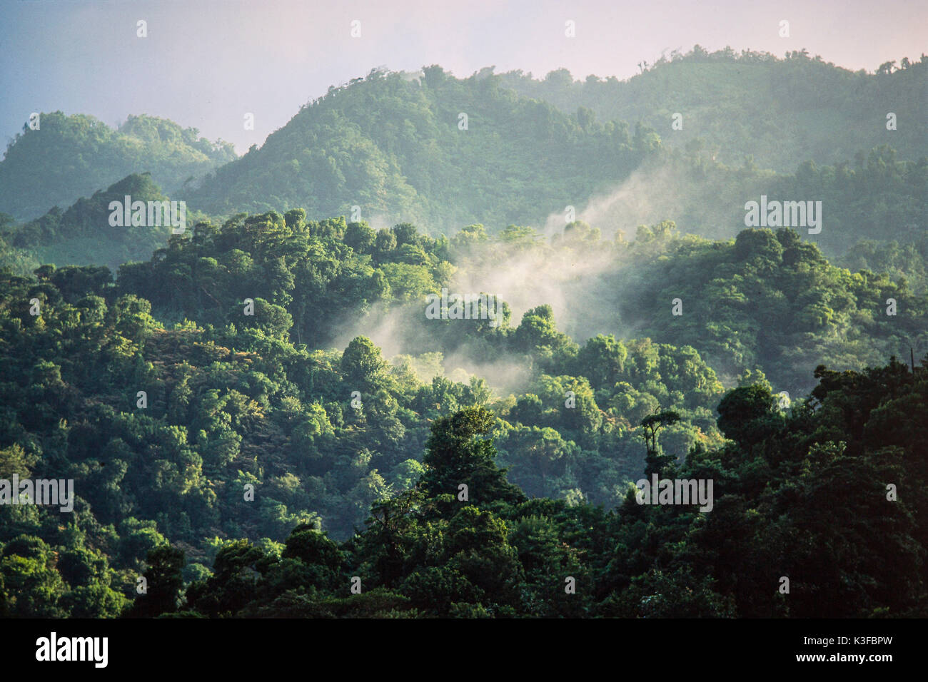La foresta pluviale tropicale, Dominica Foto Stock