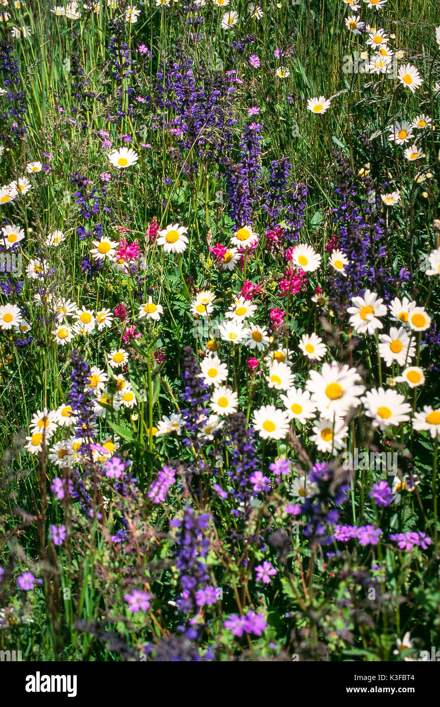 Fiore di montagna prato Foto Stock