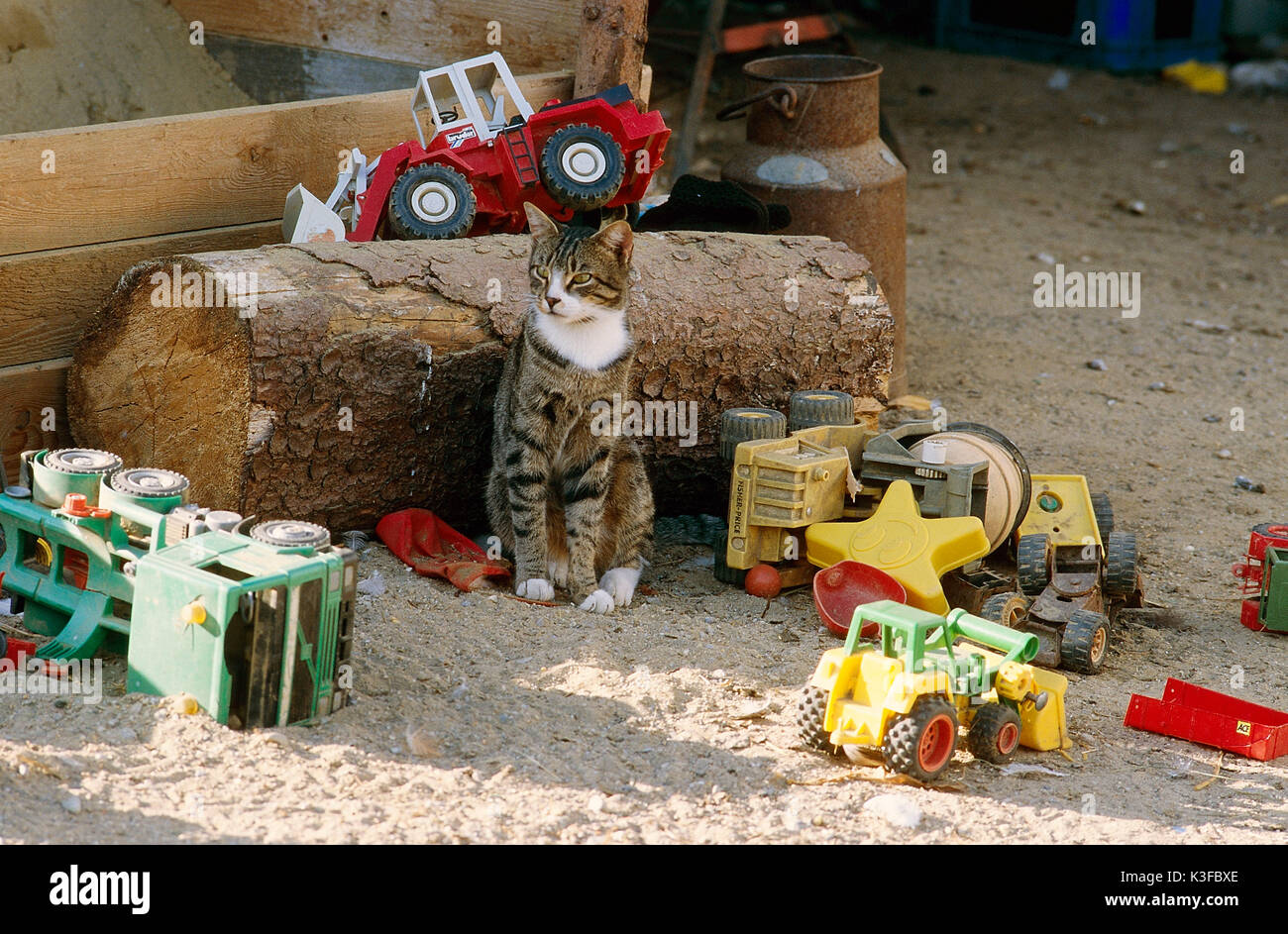 Cat giochi tra i giocattoli Foto Stock