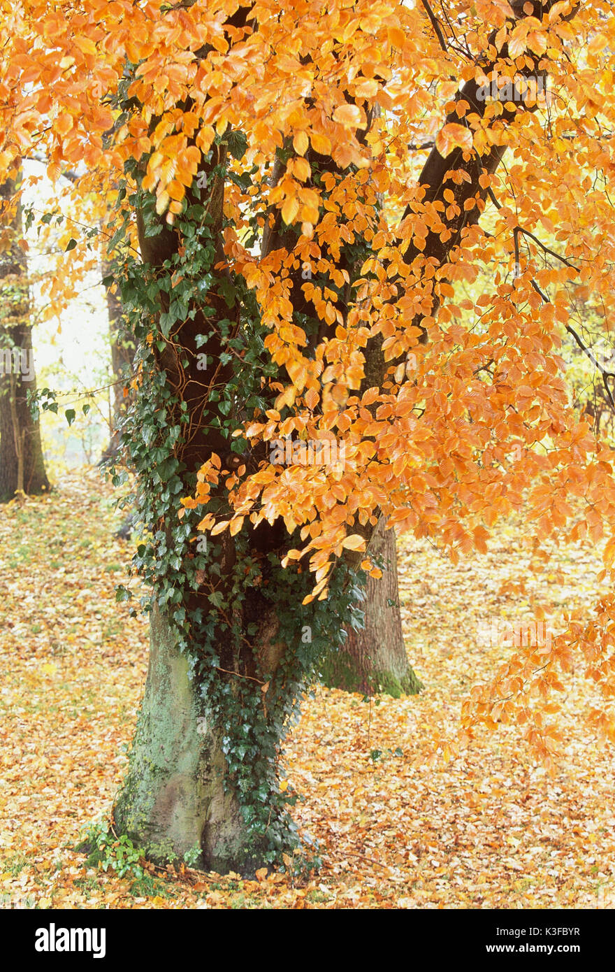 Foglie di acero in autunno Foto Stock