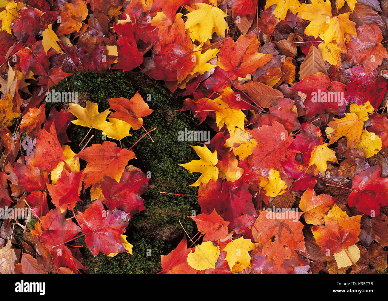 Colorati di foglie di acero, Estate Indiana Foto Stock