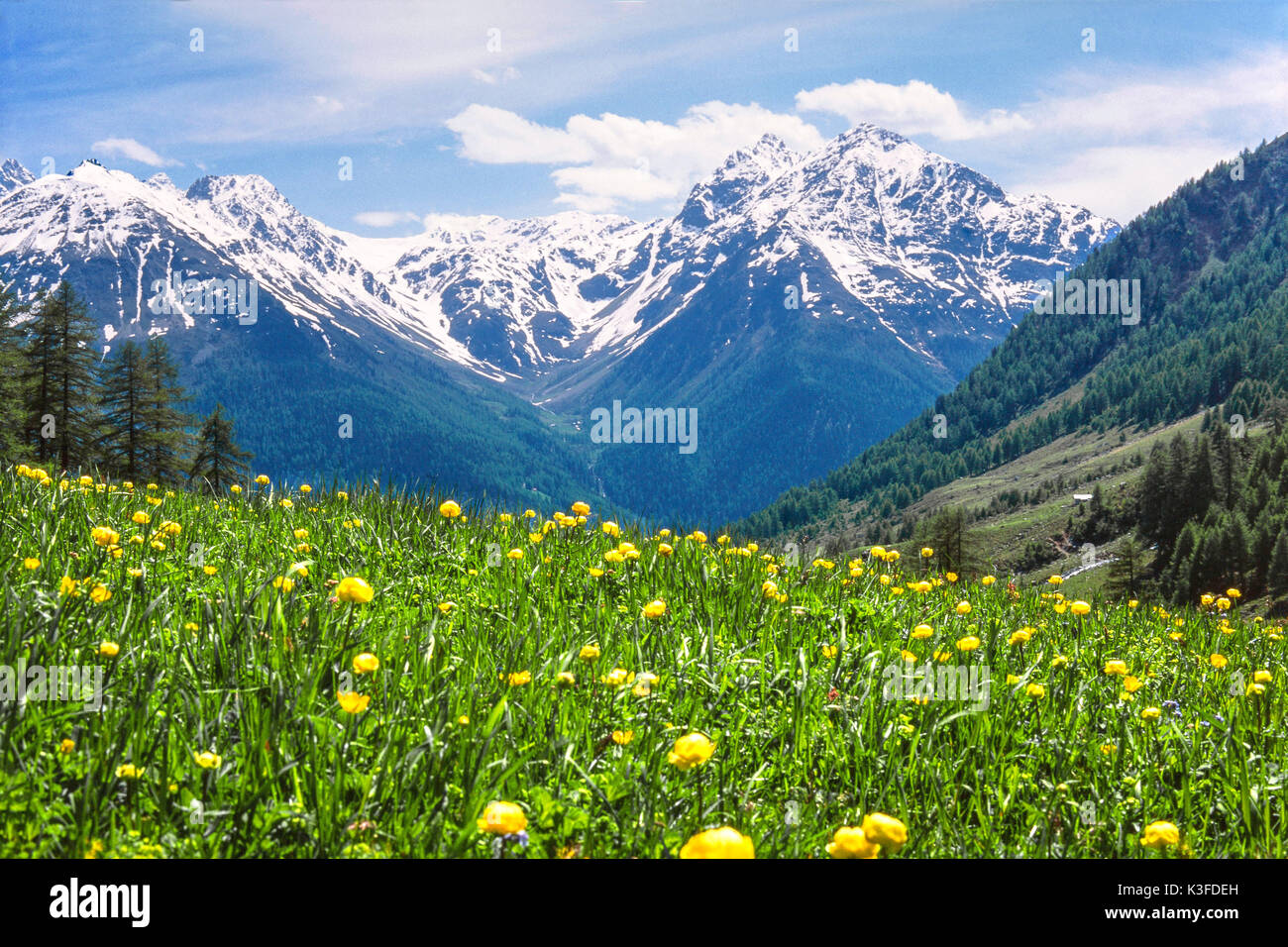 Fiore di montagna prato in Engadina Foto Stock