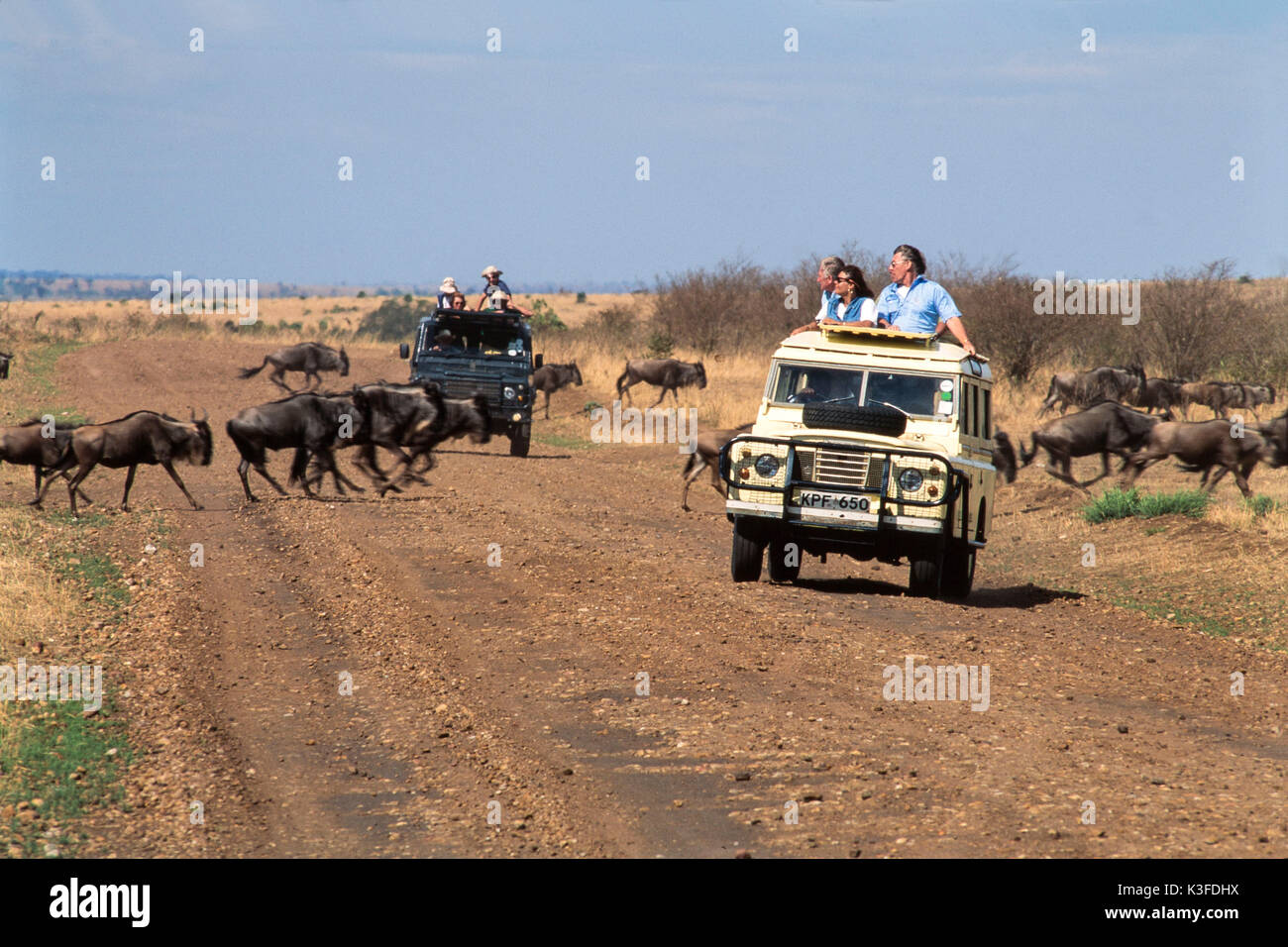 Safari Massai Mara Nationalpark, Kenya Foto Stock