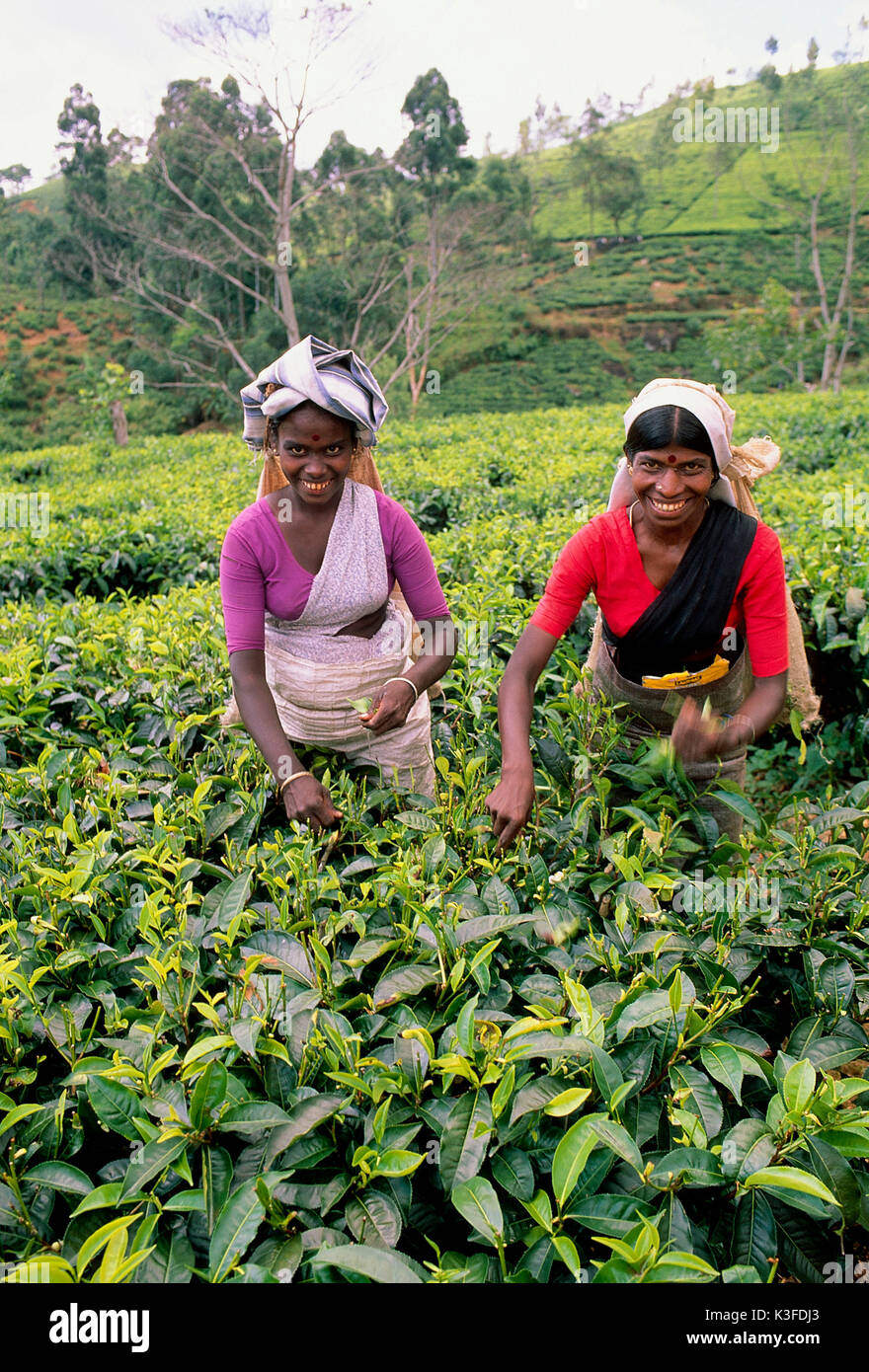 Raccoglitrice di tè in Sri Lanka Foto Stock