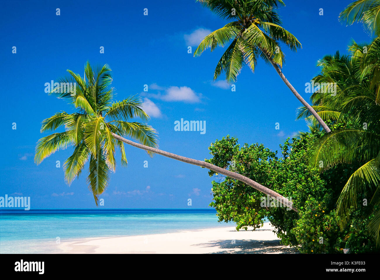 Palm Beach per le Maldive Foto Stock