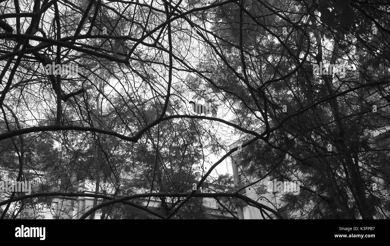 Il canto di un uccello in un albero.un uccello si siede in una struttura ad albero Foto Stock