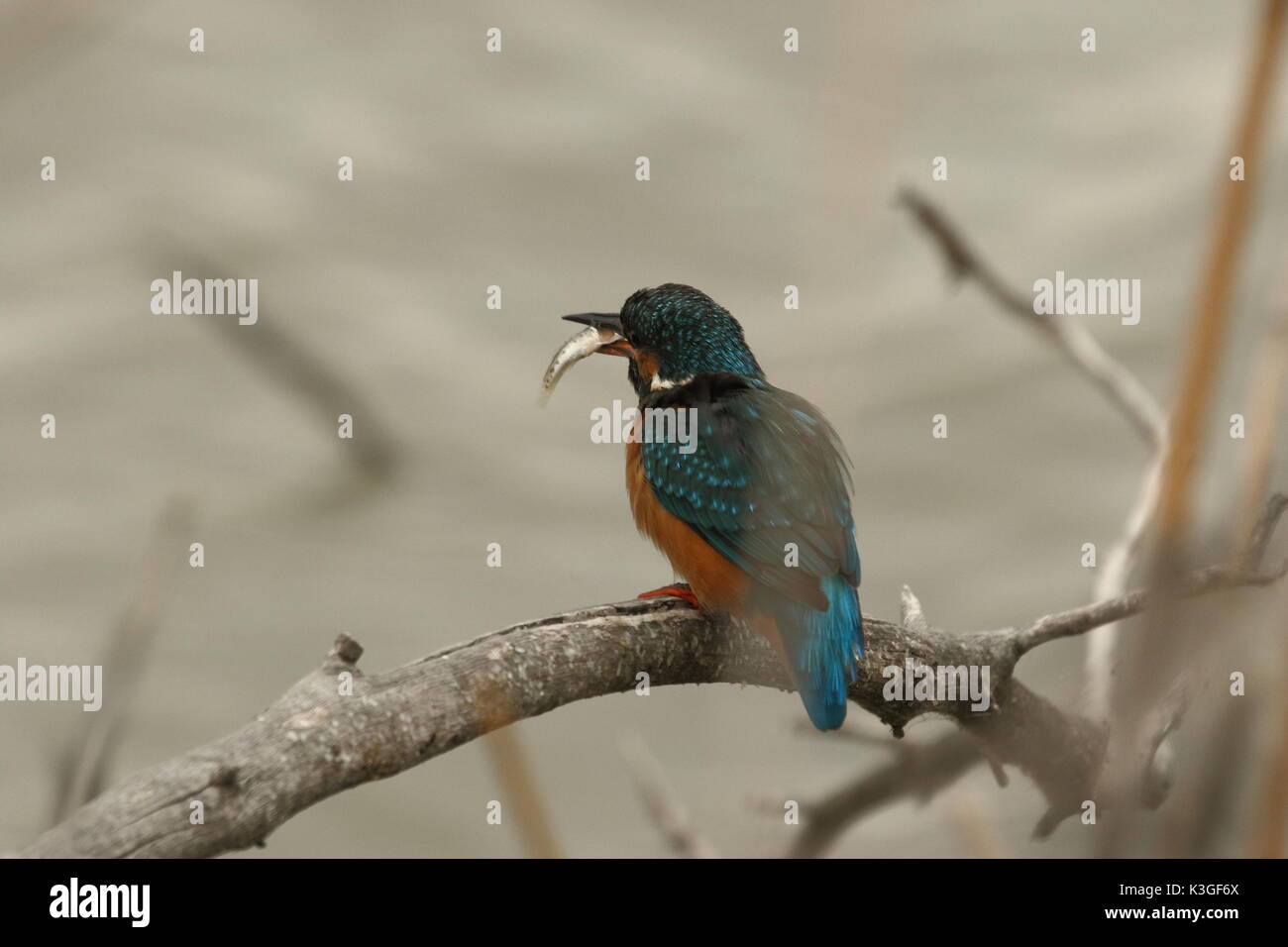 Kingfisher con un pesce in bocca... Foto Stock