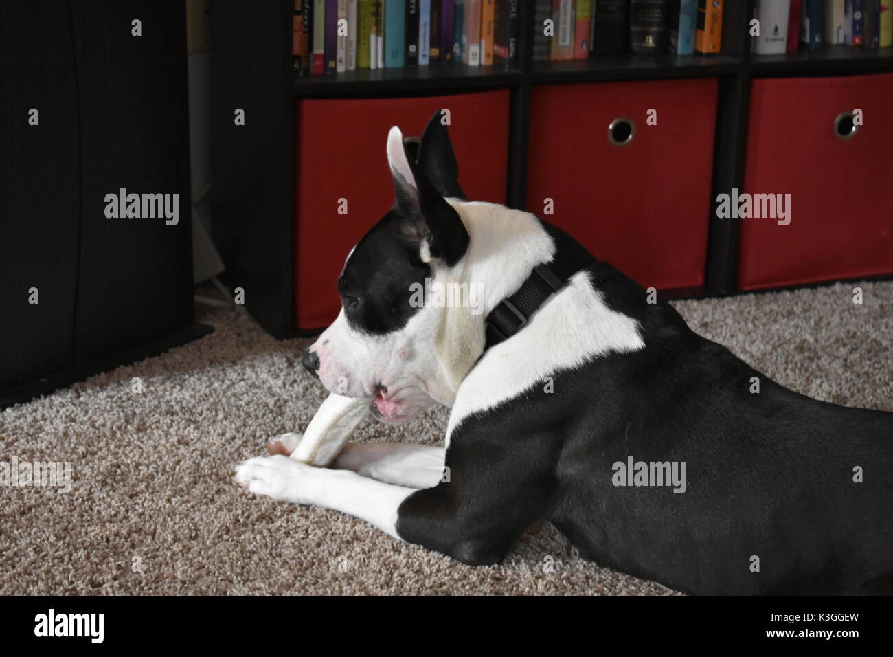 Miscelato in bianco e nero Pit Bull Terrier Foto Stock
