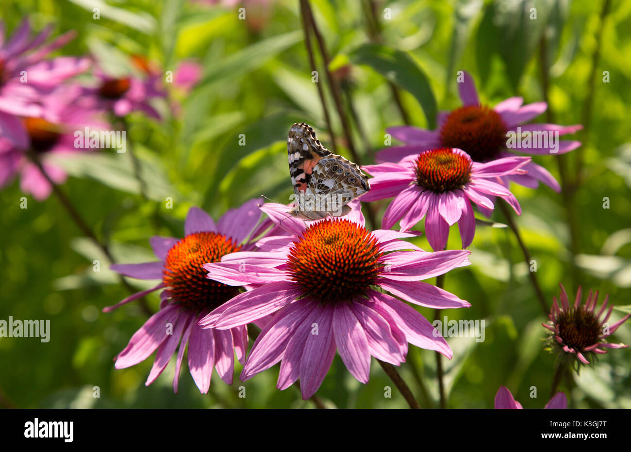 Farfalla sui fiori nel Giardino Kingsbrae presso il St Andrews dal mare in New Brunswick, Canada.i giardini sono una meta turistica molto atraction. Foto Stock