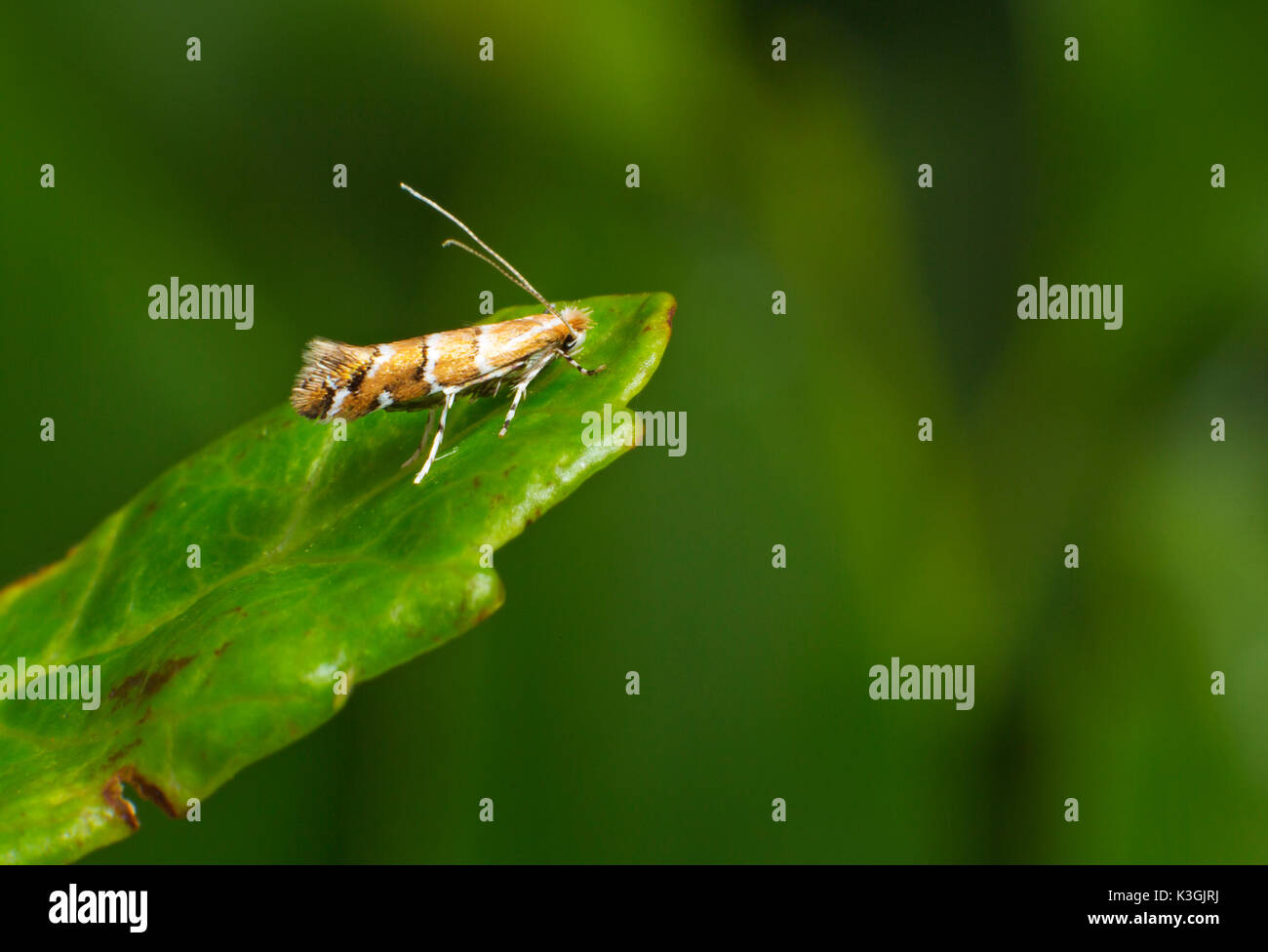 Ippocastano leaf miner moth - (Cameraria ohridella) Foto Stock