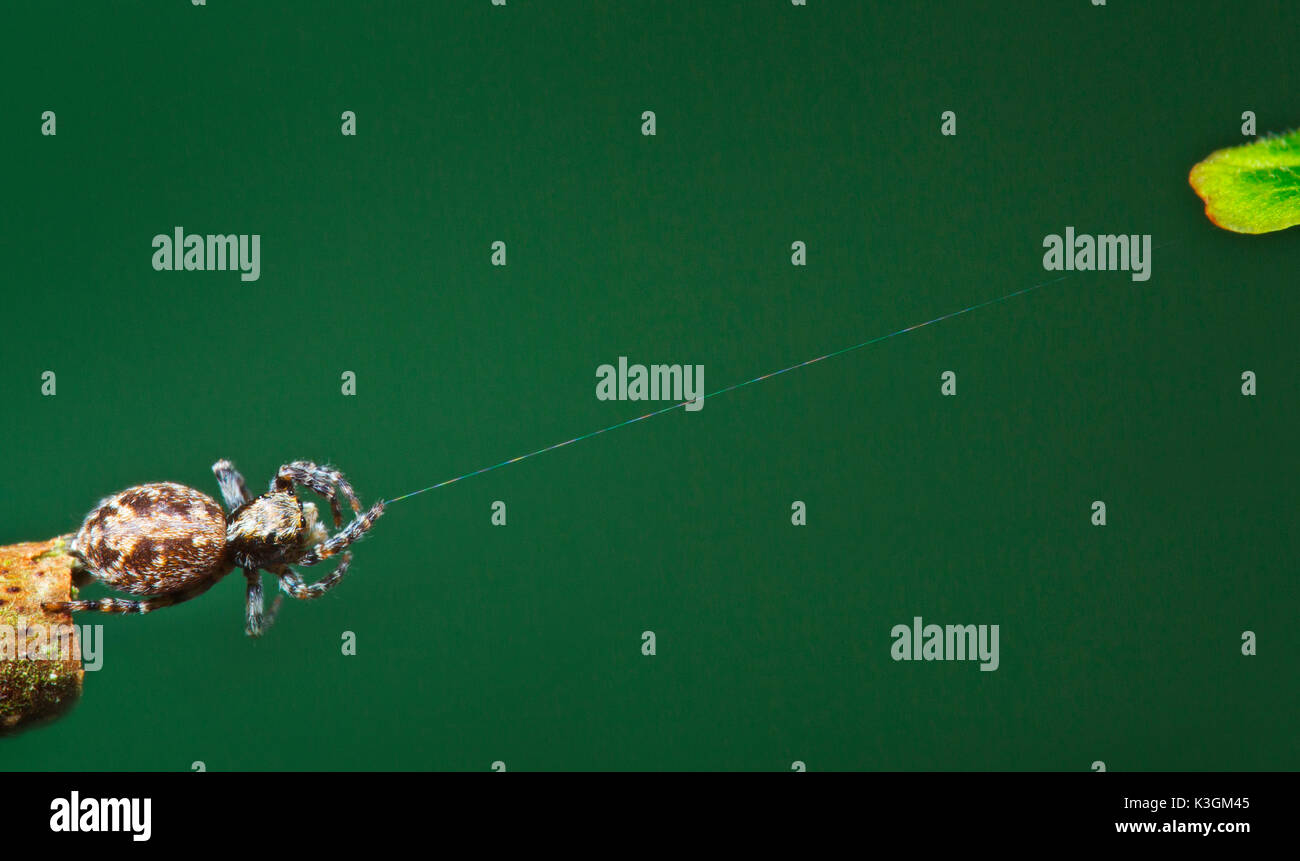 Jumping spider Pseudeuophrys lanigera salendo attraverso di esso del web Foto Stock