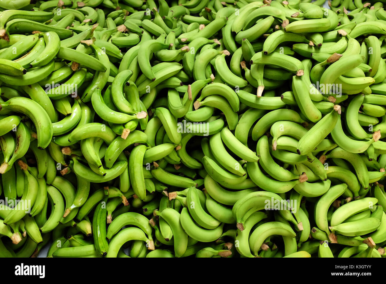 Raccolte fresche banane verdi palo in fattoria Foto Stock