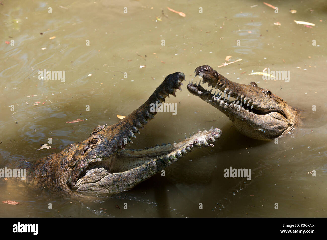 Coccodrillo di acqua dolce, Crocodylus johnstoni, Queensland, Australia Foto Stock