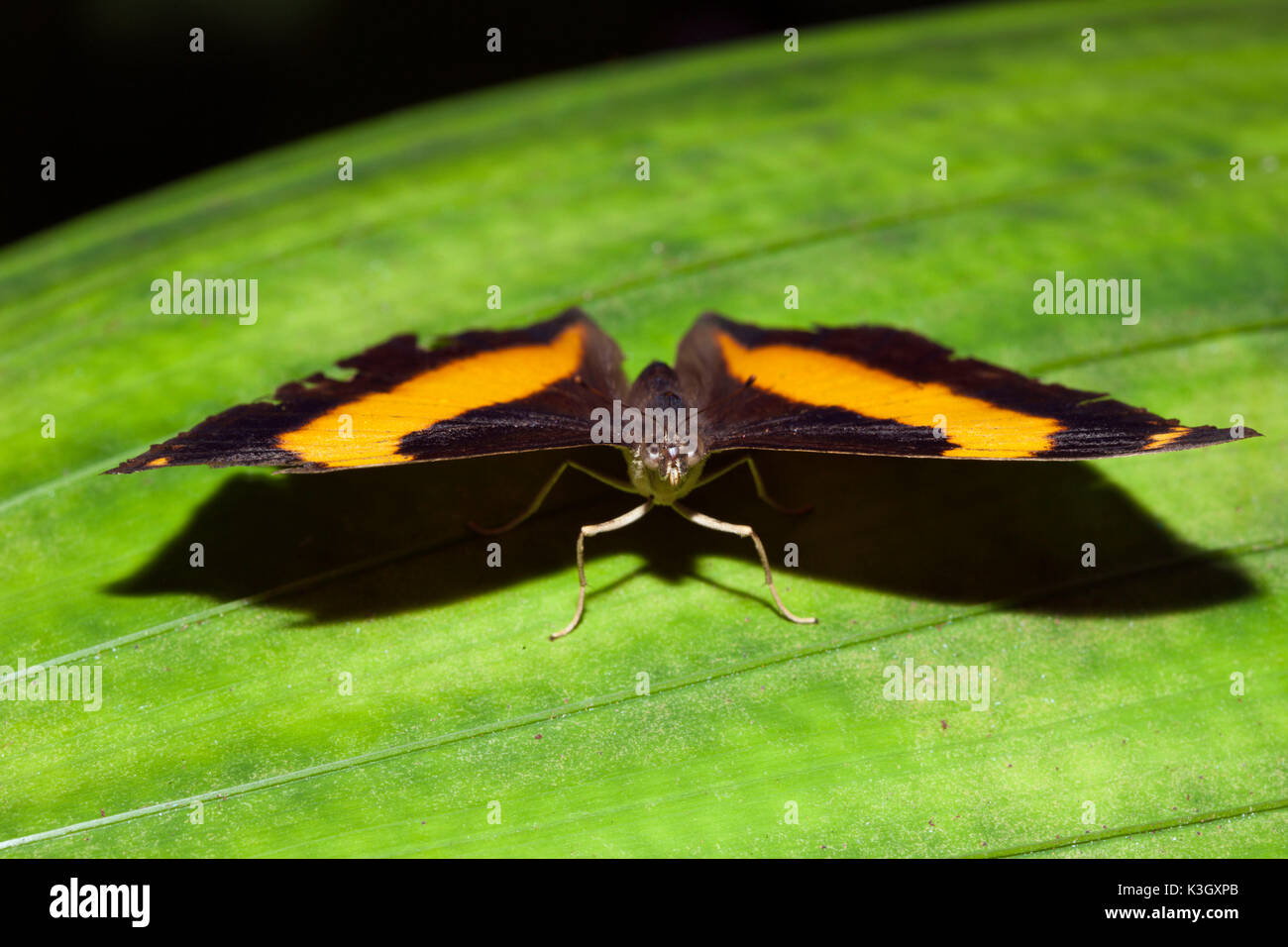 Australien Lurcher Butterfly, Yoma sabina, Queensland, Australia Foto Stock