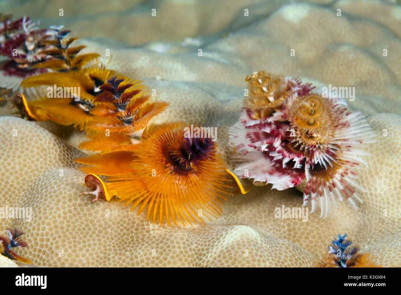 Worm Christmas-Tree, Spirobranchus giganteus, Osprey Reef, Coral Sea, Australia Foto Stock