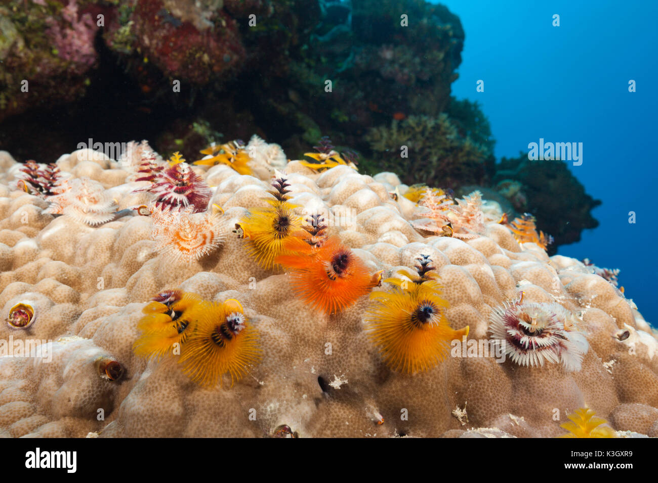 Worm Christmas-Tree, Spirobranchus giganteus, Osprey Reef, Coral Sea, Australia Foto Stock